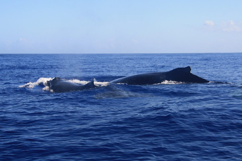 Walvissen Mauritius