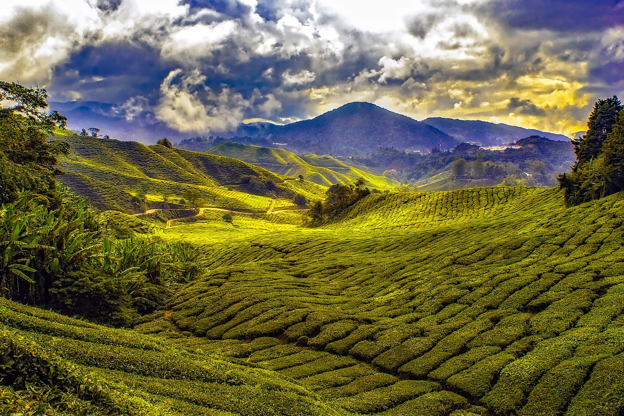 Theeplantage Cameron HIghlands Maleisie