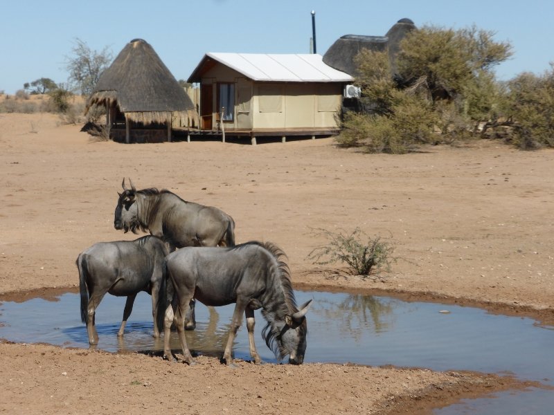 Safari's en wildlife accommodaties in Namibië