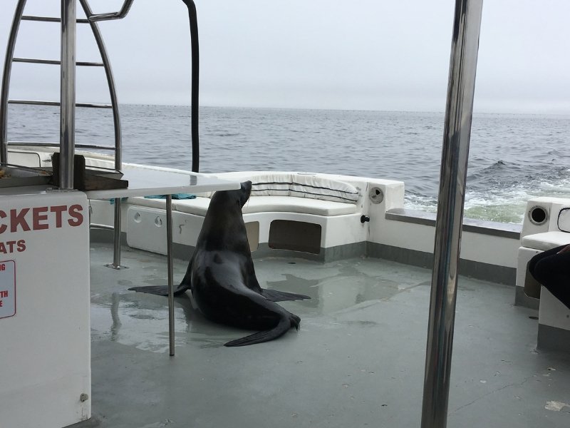 Walvissen en zeehonden spotten bij walvis bay met een luxe boottrip