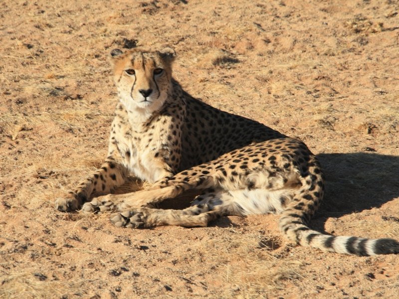 Cheeta's spotten in okonjima tijdens rondreis Namibië